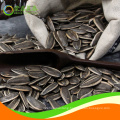 Delicious Sunflower Seeds 361